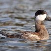 Ruddy Duck